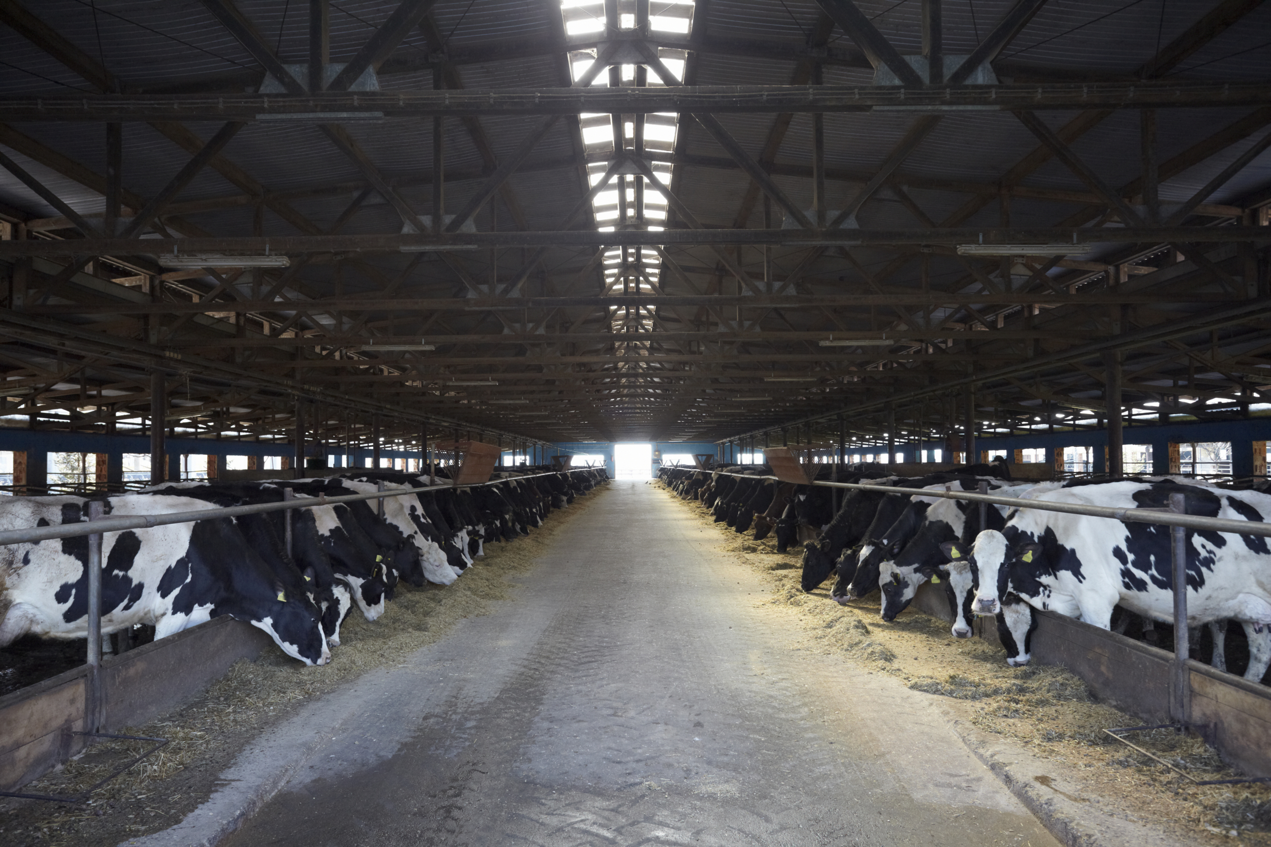 image of a dairy livestock being fed