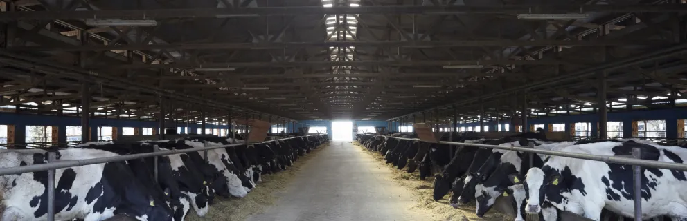 image of a dairy livestock being fed 